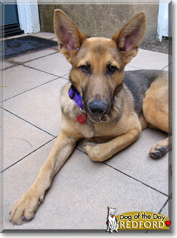 Redford, the Dog of the Day