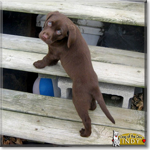 Indy, the Dog of the Day
