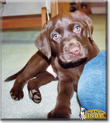 Indy, the Dog of the Day