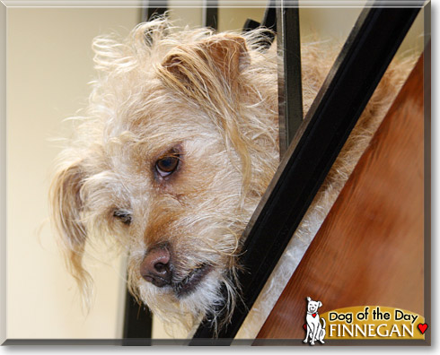 Finnegan, the Dog of the Day