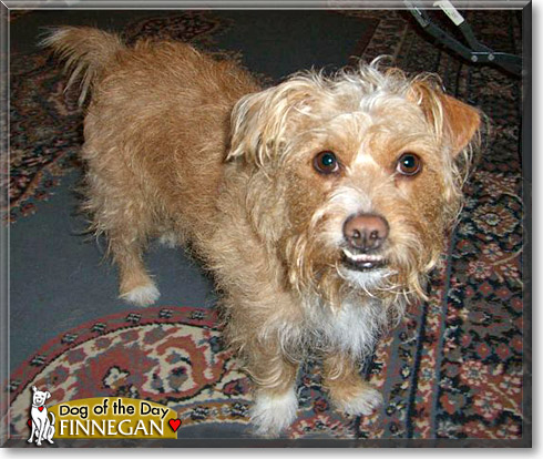 Finnegan, the Dog of the Day