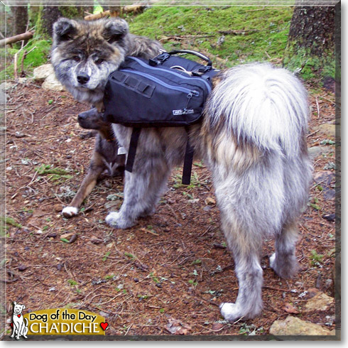 cha'Diche, the Dog of the Day
