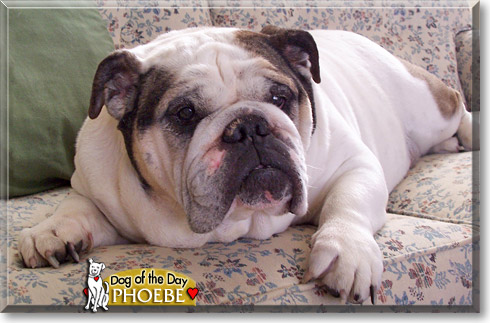 Phoebe, the Dog of the Day