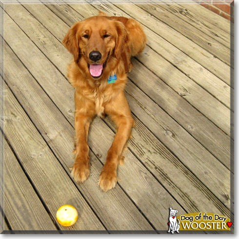 Wooster, the Dog of the Day