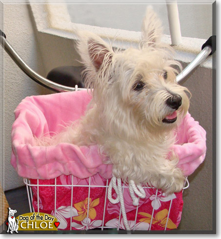 Chloe, the Dog of the Day