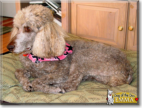 Emma, the Dog of the Day