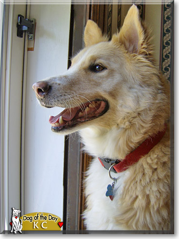 KC, the Dog of the Day