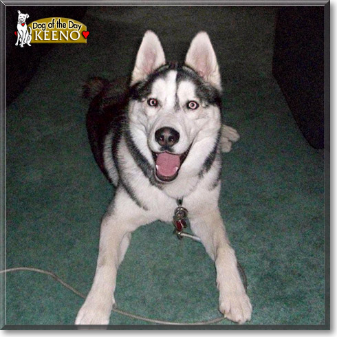 Keeno, the Dog of the Day