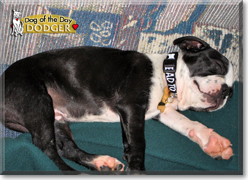 Dodger, the Dog of the Day