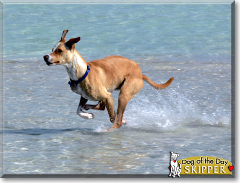 Skipper, the Dog of the Day