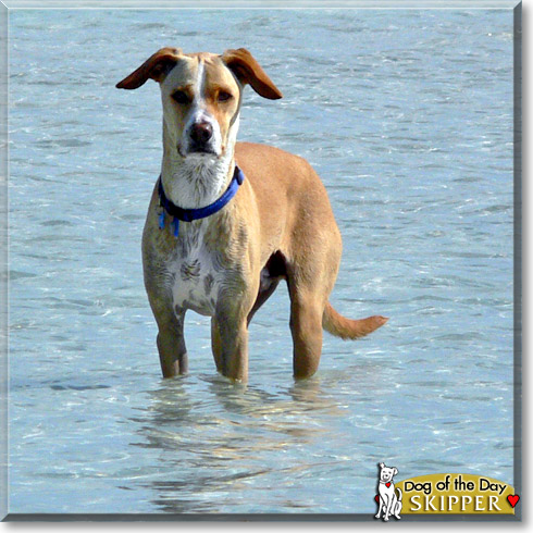 Skipper, the Dog of the Day