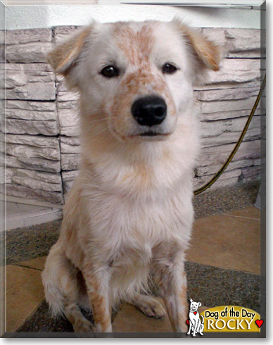 Rocky, the Dog of the Day