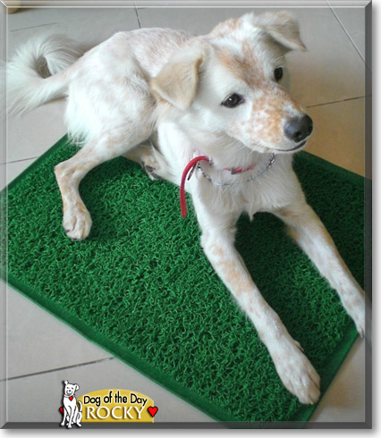 Rocky, the Dog of the Day
