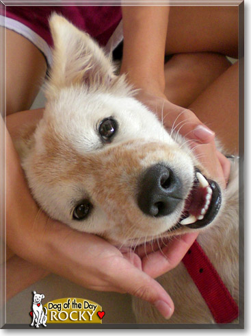 Rocky, the Dog of the Day