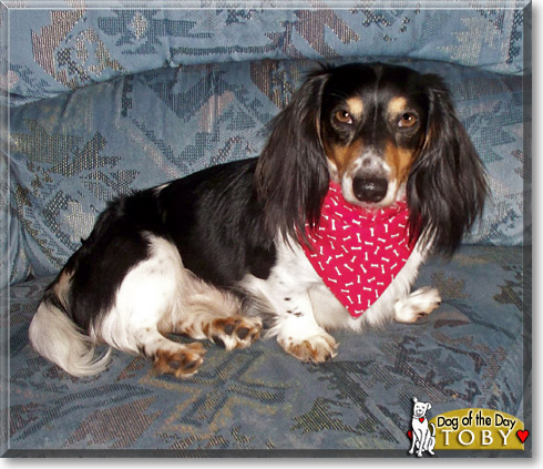 Toby, the Dog of the Day