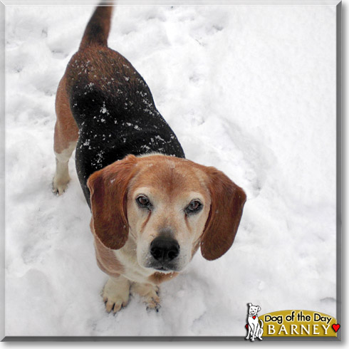 Barney, the Dog of the Day