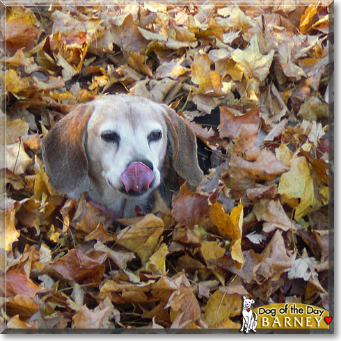 Barney, the Dog of the Day