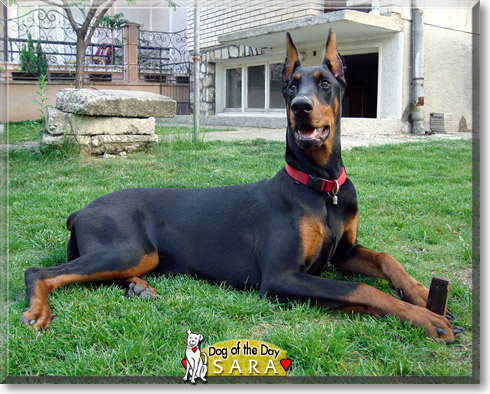 Sara, the Dog of the Day