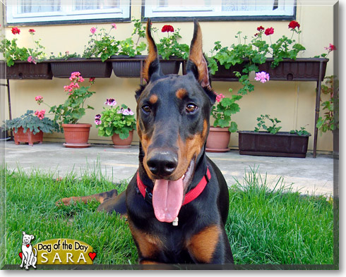 Sara, the Dog of the Day