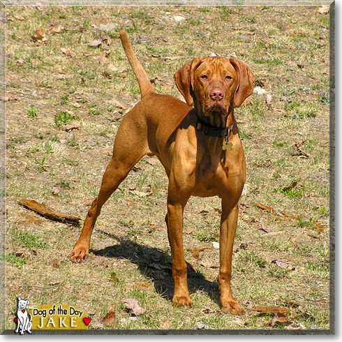 Jake, the Dog of the Day