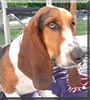 Daphne
