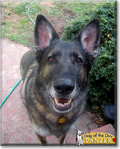 Panzer, the Dog of the Day