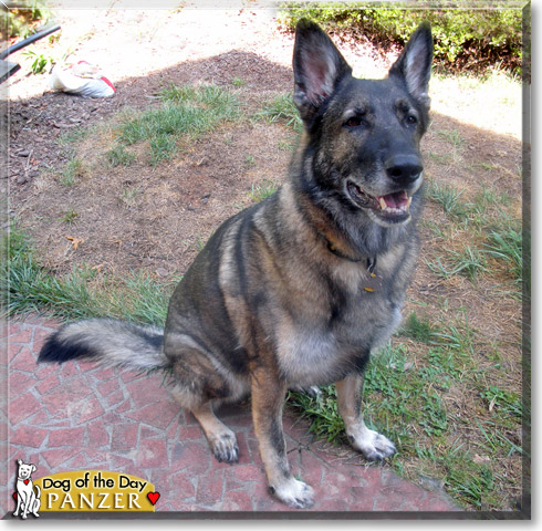 Panzer, the Dog of the Day
