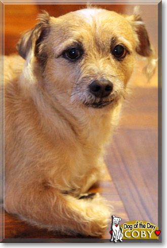 Coby, the Dog of the Day