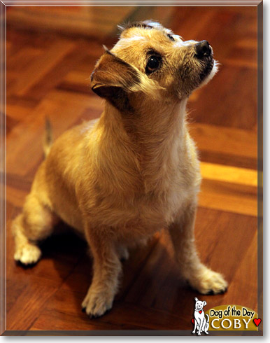 Coby, the Dog of the Day