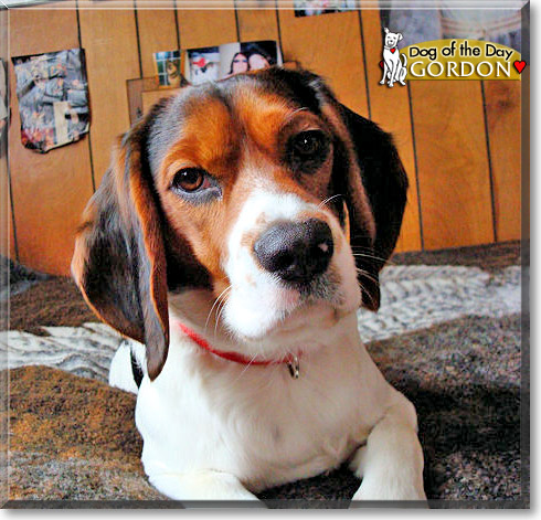 Gordon, the Dog of the Day