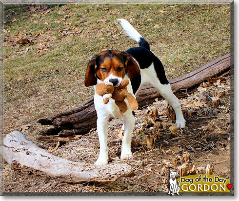 Gordon, the Dog of the Day