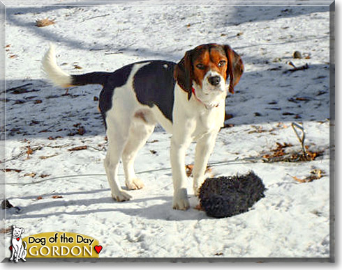 Gordon, the Dog of the Day