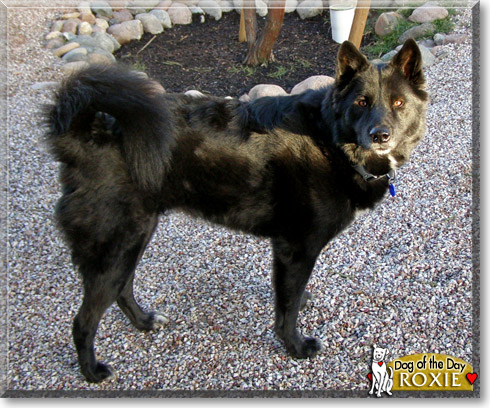 Roxie, the Dog of the Day