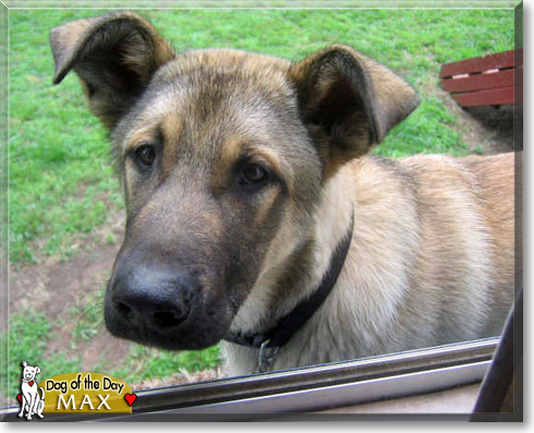 Max, the Dog of the Day