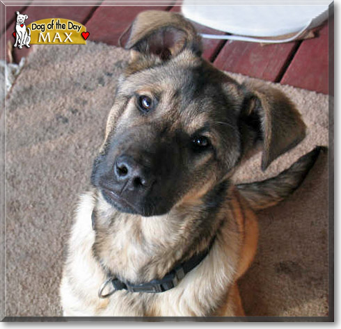 Max, the Dog of the Day