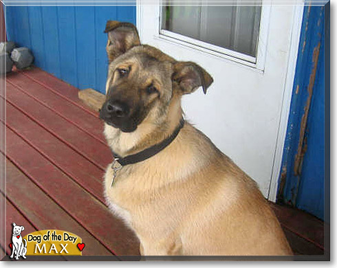 Max, the Dog of the Day