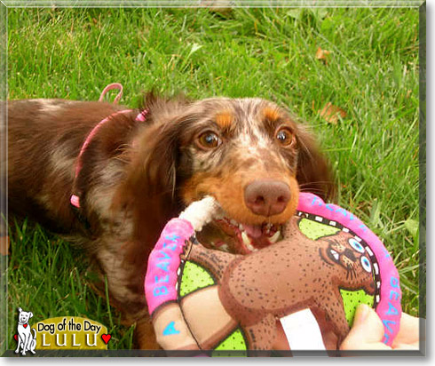 Lulu, the Dog of the Day