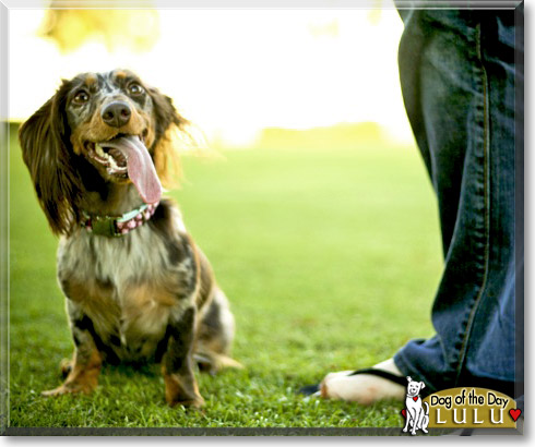 Lulu, the Dog of the Day