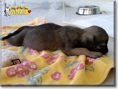Anzu, the Dog of the Day