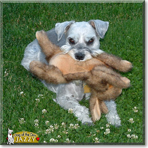 Jazzy, the Dog of the Day