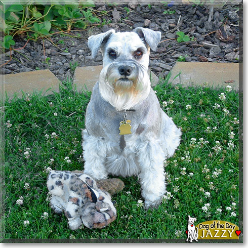 Jazzy, the Dog of the Day