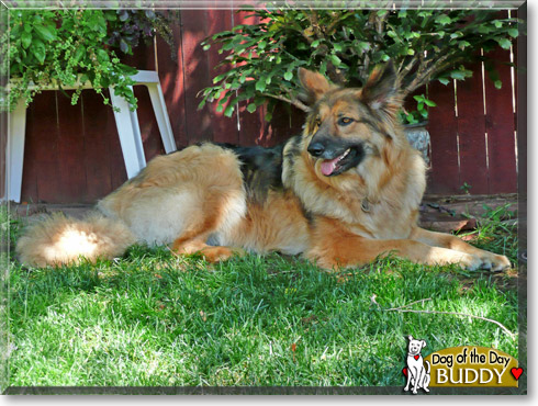 Buddy, the Dog of the Day