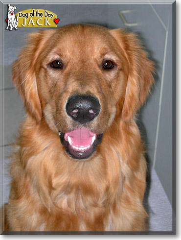 Jack, the Dog of the Day