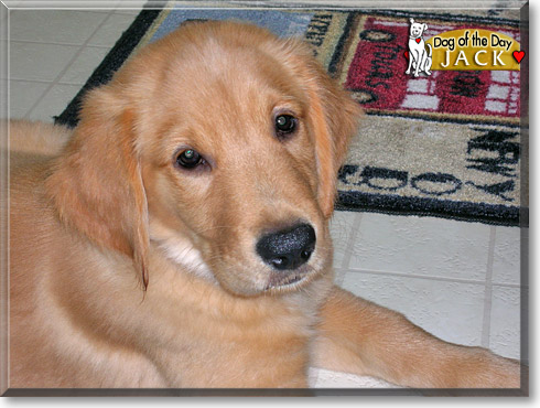 Jack, the Dog of the Day