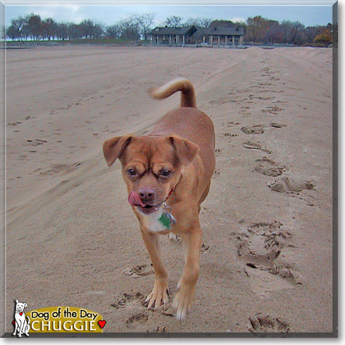 Chuggie, the Dog of the Day