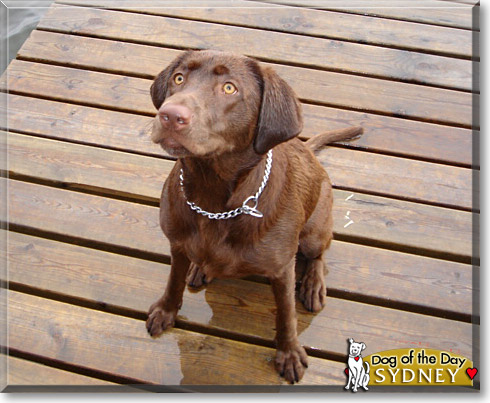 Sydney, the Dog of the Day