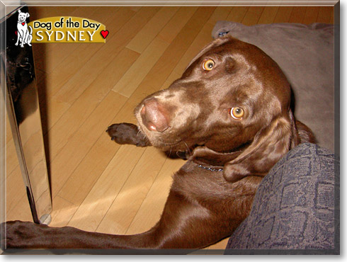 Sydney, the Dog of the Day