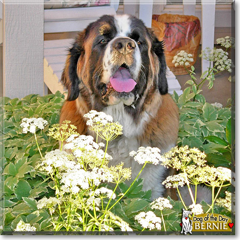 Bernie, the Dog of the Day