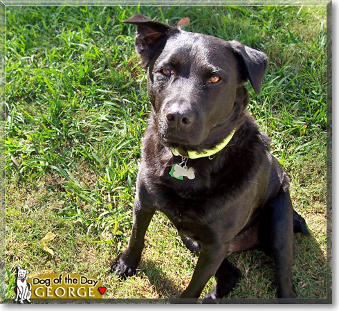George, the Dog of the Day