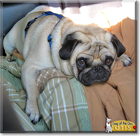 Otis, the Dog of the Day